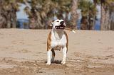 AMSTAFF ADULT 178